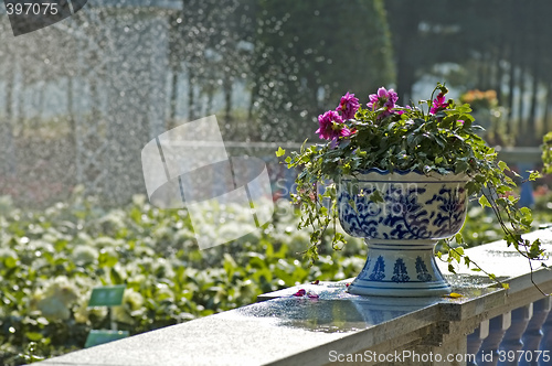 Image of Pots of flowers