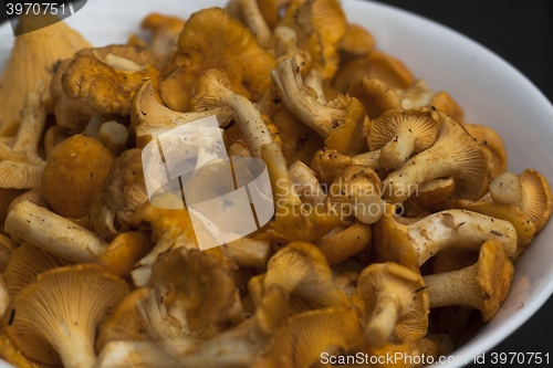 Image of forest mushrooms