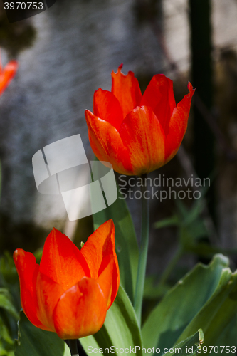 Image of red tulips