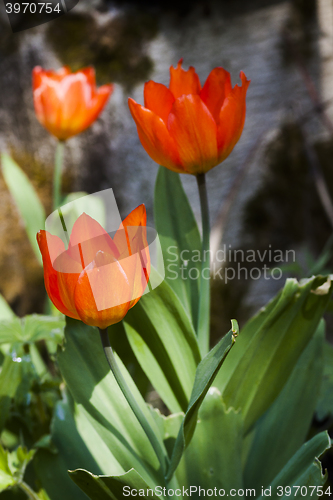 Image of tulips