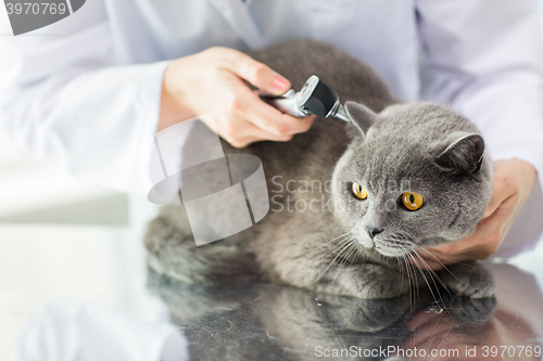 Image of close up of vet with otoscope and cat at clinic