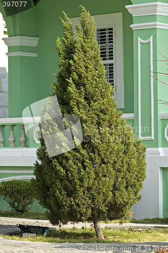 Image of Single tree