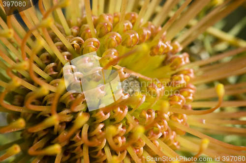 Image of Yellow blooming protea pincushion