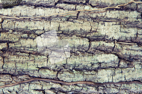 Image of tree trunk bark texture