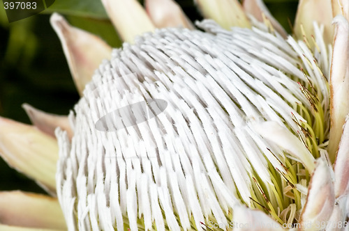 Image of Blooming protea pincushion