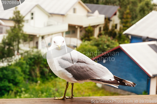 Image of common seagull