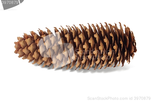 Image of Spruce cone