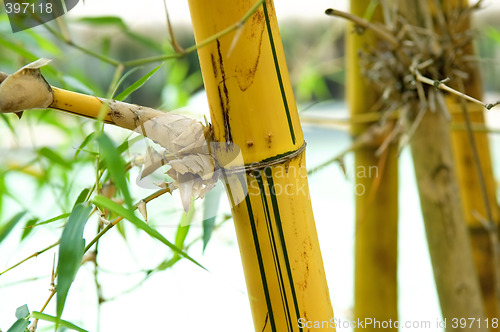 Image of Bamboo