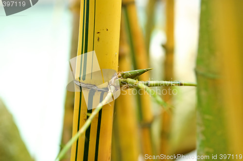 Image of Bamboo