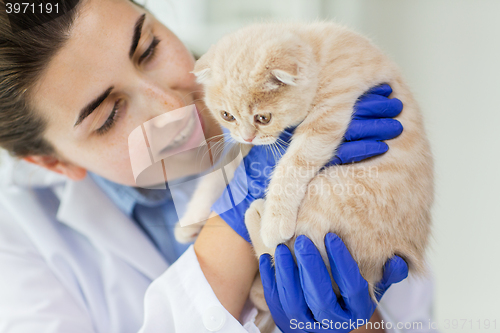 Image of close up of vet with scottish kitten at clinic