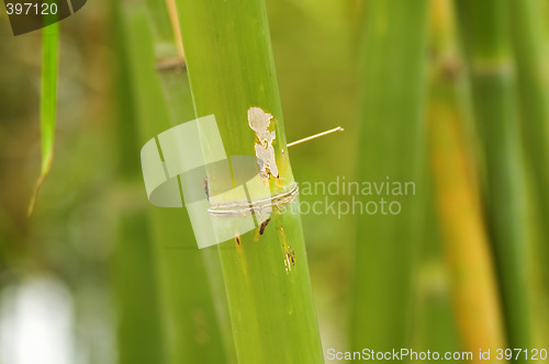 Image of Bamboo