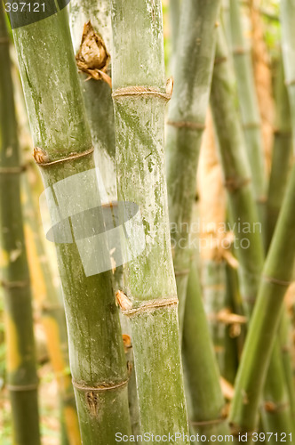 Image of Bamboo