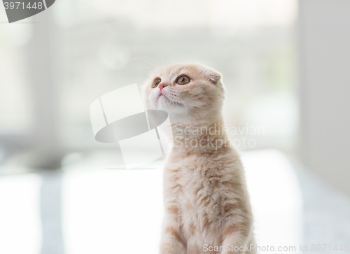 Image of close up of scottish fold kitten