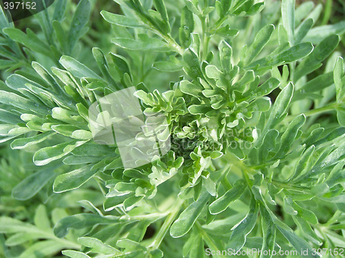 Image of Green plant