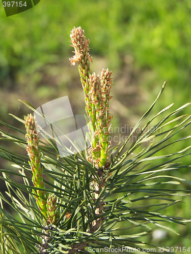 Image of Pine-tree sprout