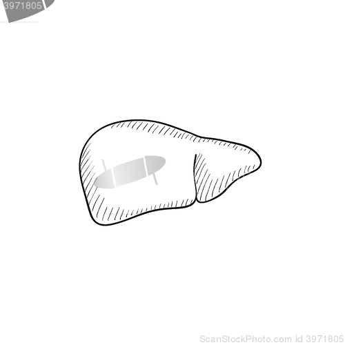 Image of Liver sketch icon.