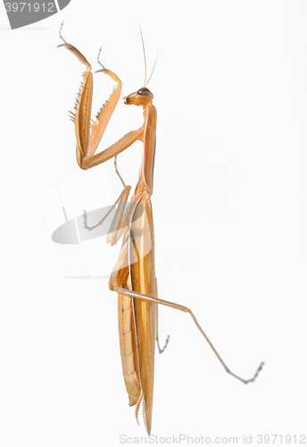 Image of praying mantis bug