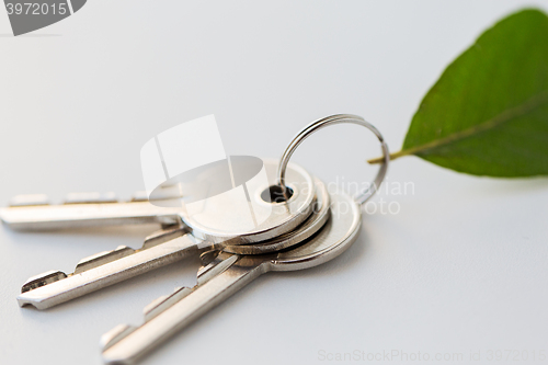 Image of close up of house keys and green leaf