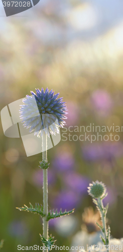 Image of close up of thorny plant in nature