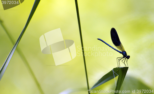 Image of Swadow of a dragonfly 
