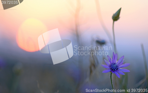 Image of xeranthemum annuum flowers
