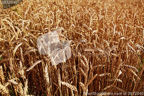 Image of agricultural background