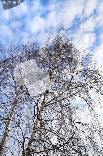 Image of Tops of birches against a blue sky 