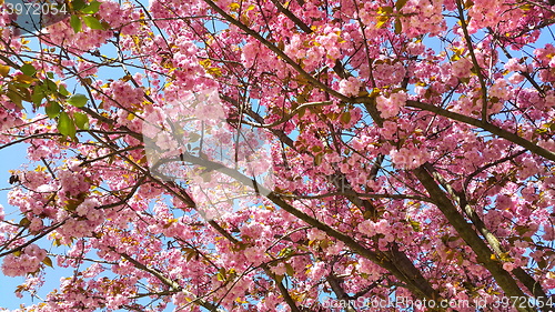 Image of Beautiful flowers of spring blossoming tree