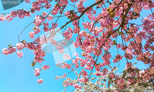 Image of Beautiful flowers of japanese cherry blossom