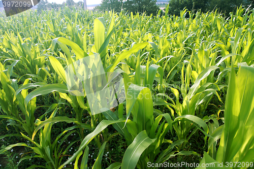 Image of Green corn field