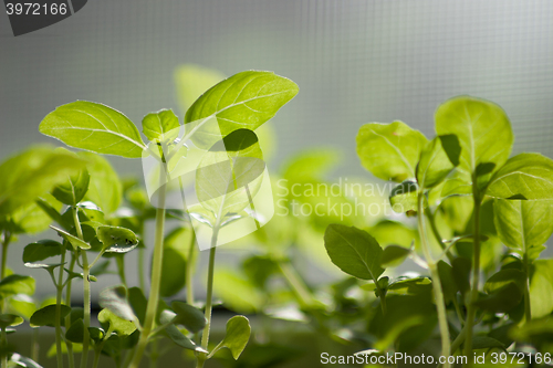 Image of young shoots of basil