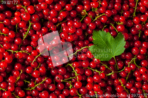 Image of Redcurrant close up