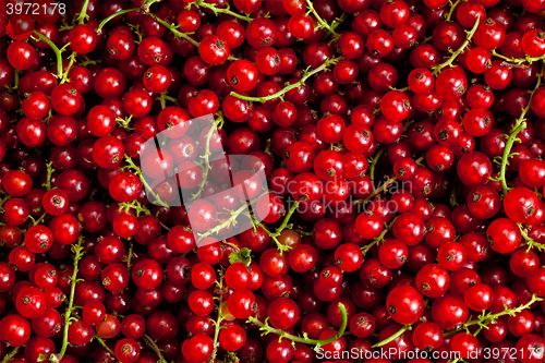 Image of Redcurrant close up