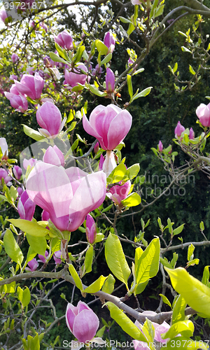 Image of Beautiful branches of spring pink magnolia