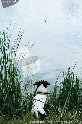 Image of Dog sitting on the river Bank and looks afar