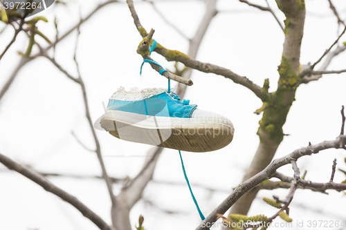 Image of On the branch of a tree hung a shoe