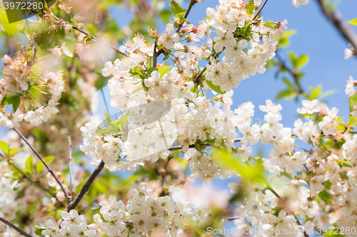 Image of Blooming cherry