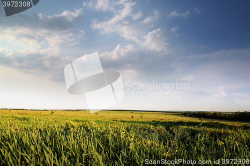 Image of green field of summer grass