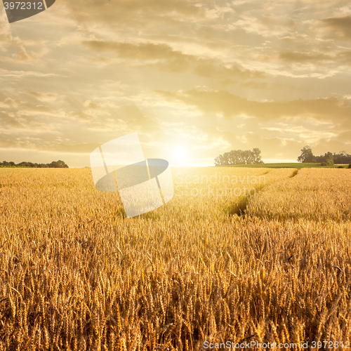 Image of Golden wheat field