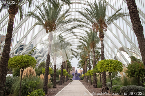 Image of Palm alley in the City of Arts and Sciences