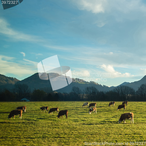 Image of Magnificent Alpine landscape with cows grazing on the meadow at sunrise.