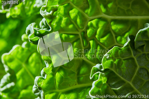 Image of Savoy cabbage texture