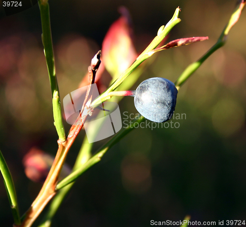 Image of blueberry