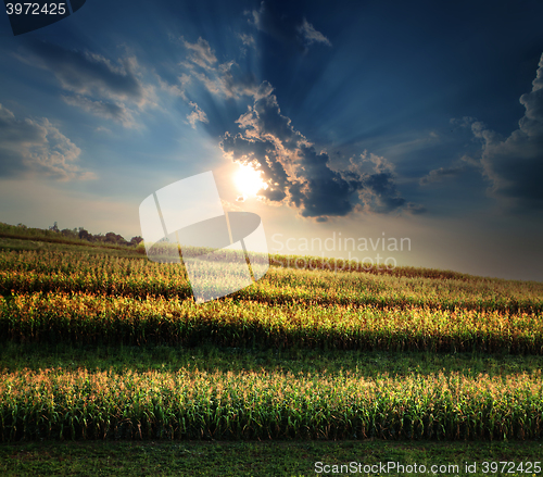 Image of corn field at sunset