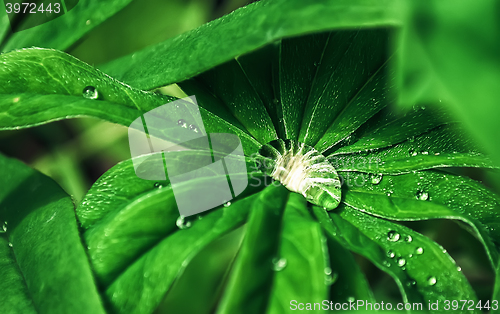 Image of Drop of dew closeup