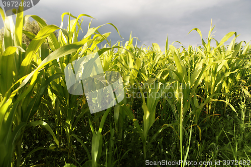 Image of Green corn growing up