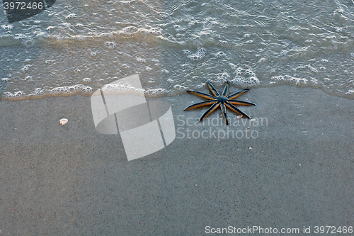 Image of 9 legged starfish