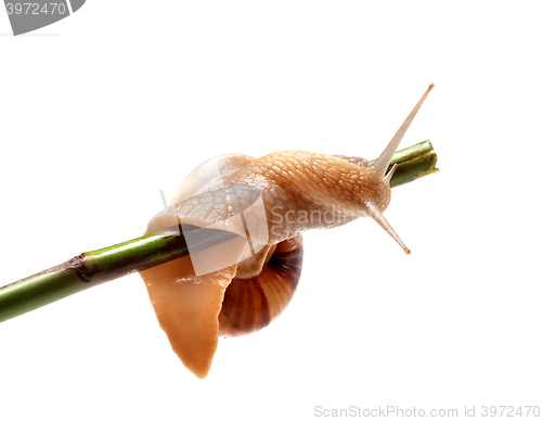 Image of Snail crawling on the stem