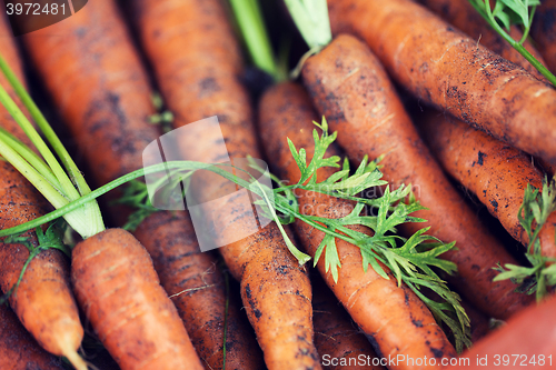 Image of close up of carrot