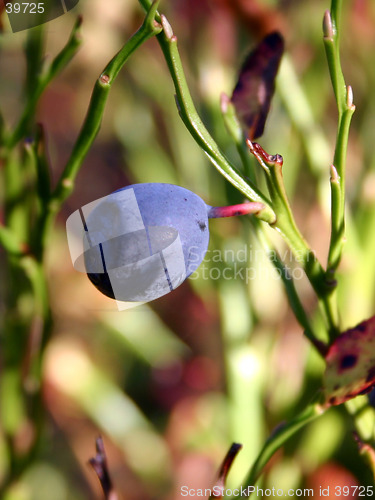 Image of blueberry